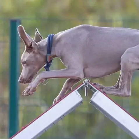 Weimaraner