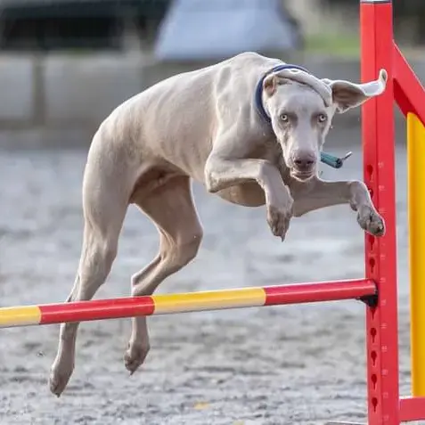 Weimaraner