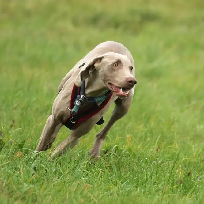 Weimaraner