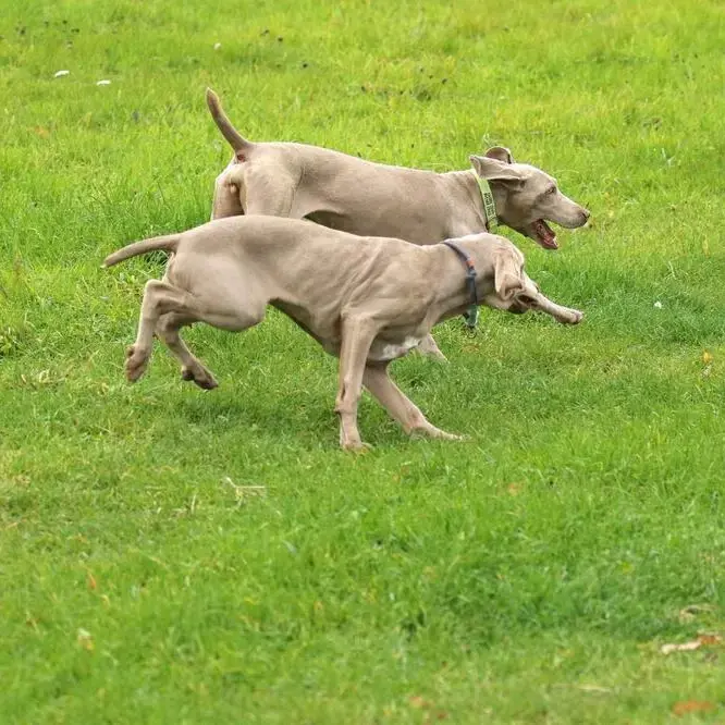 Weimaraner