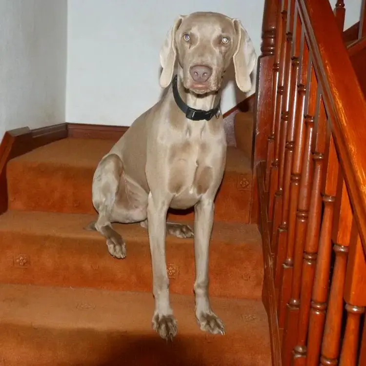 Weimaraner