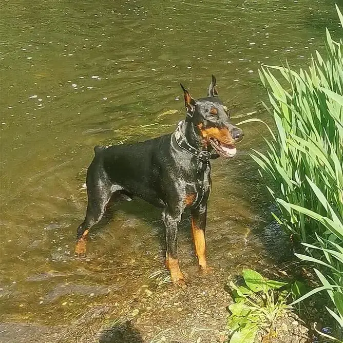 Dobermann
