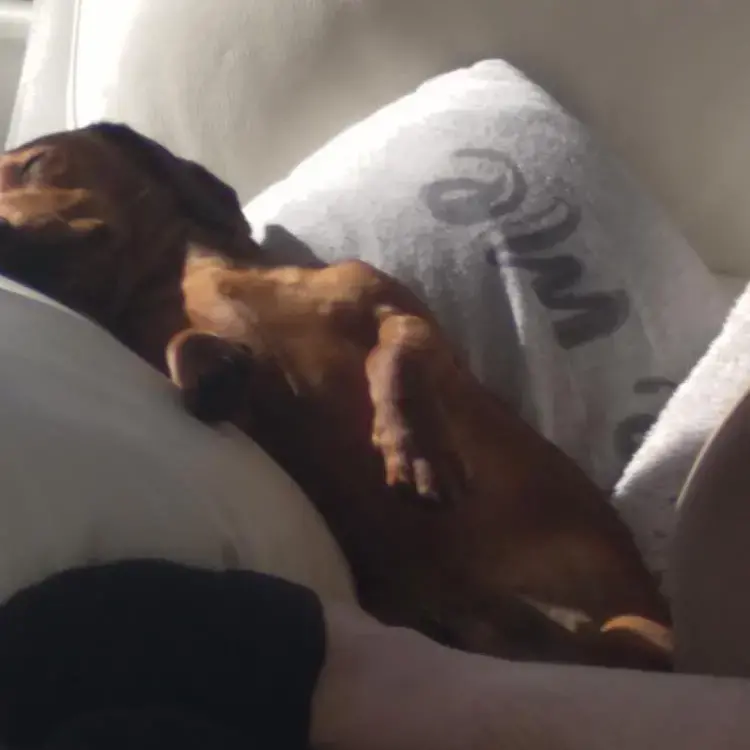 Dachshund (Miniature Smooth-Haired)