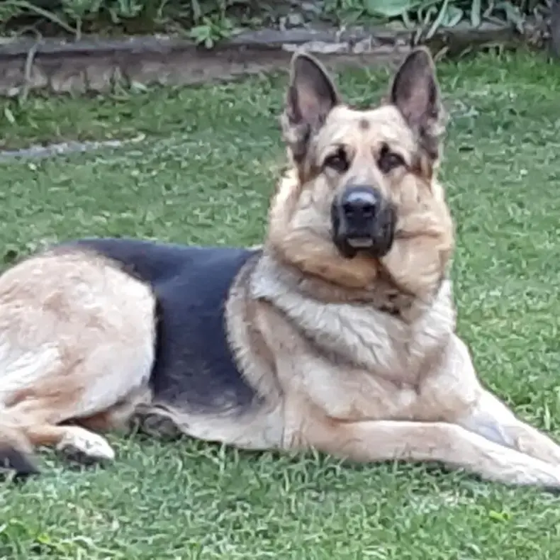 German Shepherd Dog