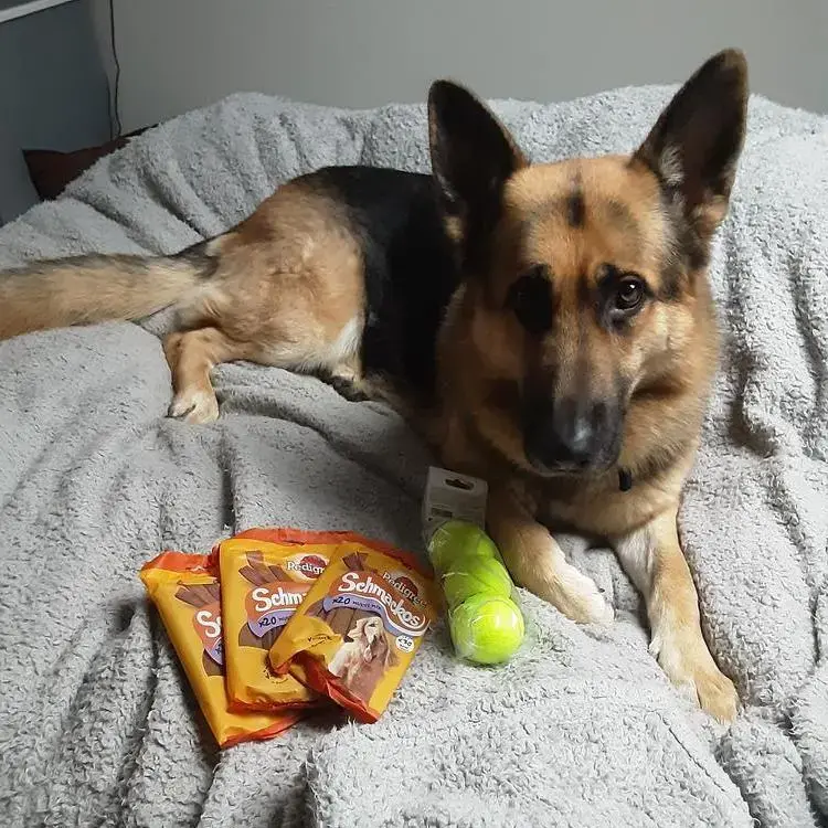German Shepherd Dog