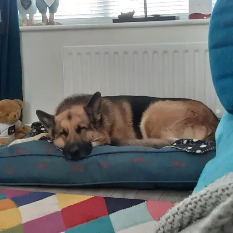 German Shepherd Dog