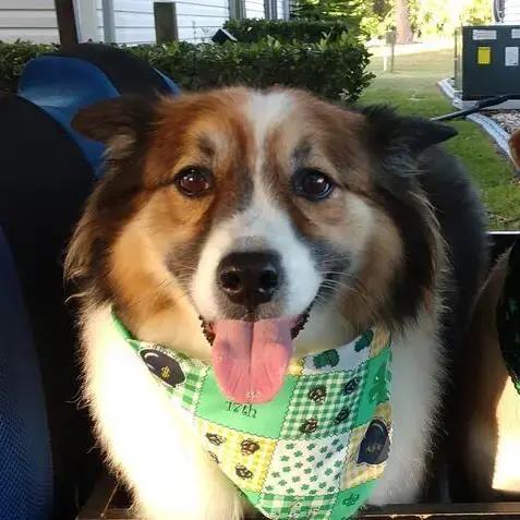 Australian Shepherd Dog