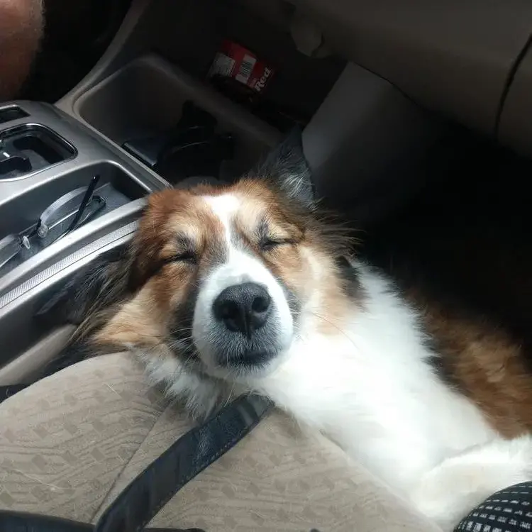 Australian Shepherd Dog