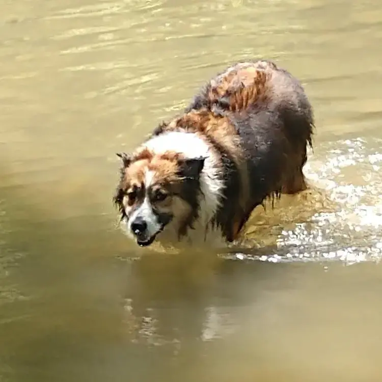 Australian Shepherd Dog
