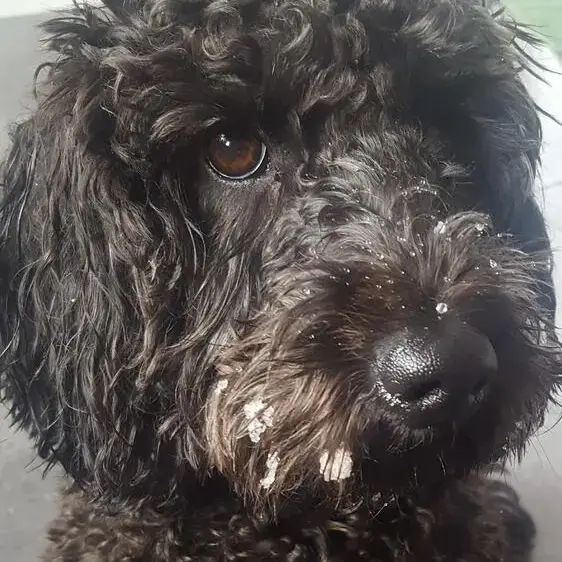 Cockapoo