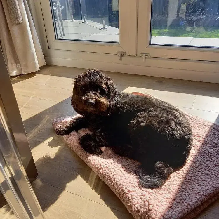 Cockapoo