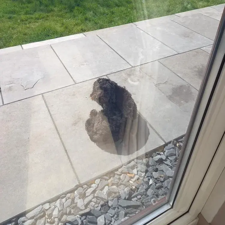 Cockapoo