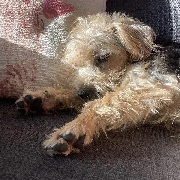 Norfolk Terrier