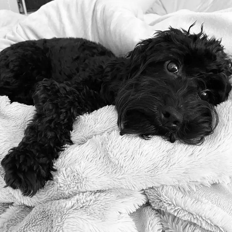 Cockapoo