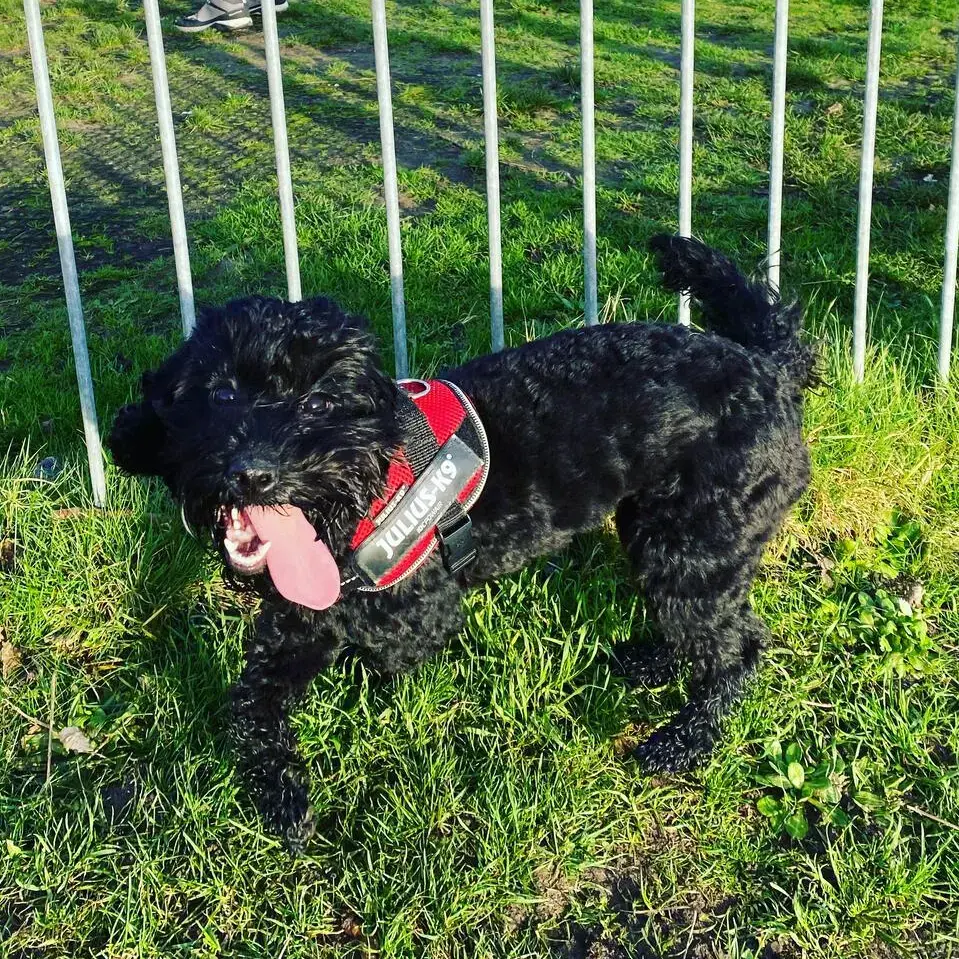 Cockapoo