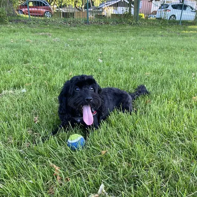 Cockapoo