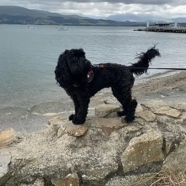 Cockapoo