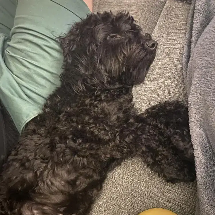 Cockapoo