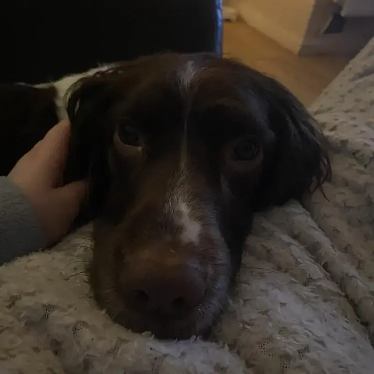 English Springer Spaniel