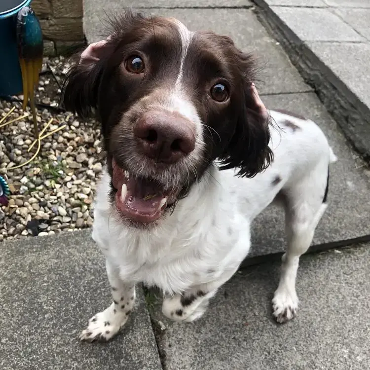 English Springer Spaniel
