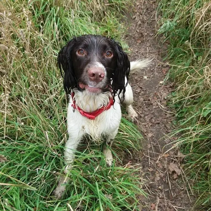 English Springer Spaniel