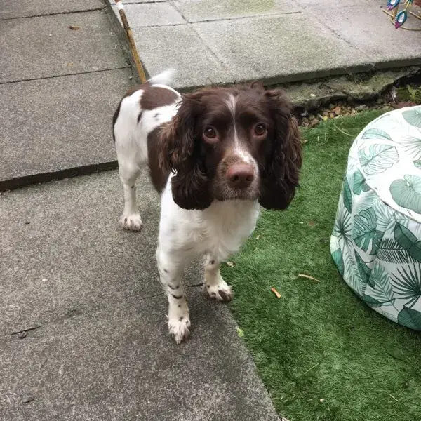 English Springer Spaniel