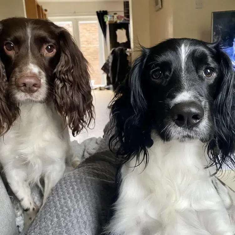 English Springer Spaniel