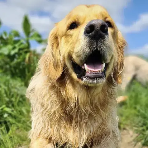 Golden Retriever