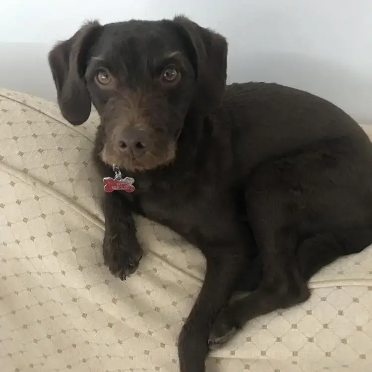 Poodle (Standard)