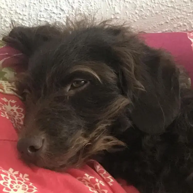 Poodle (Standard)