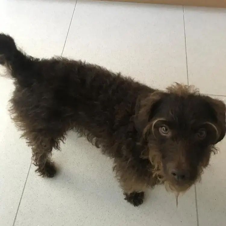 Poodle (Standard)