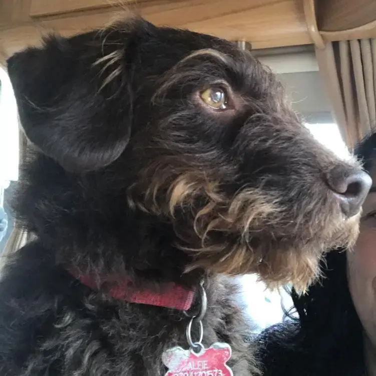 Poodle (Standard)