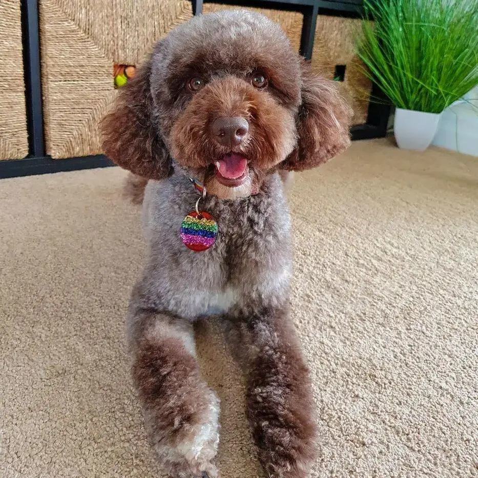 Poodle (Miniature)