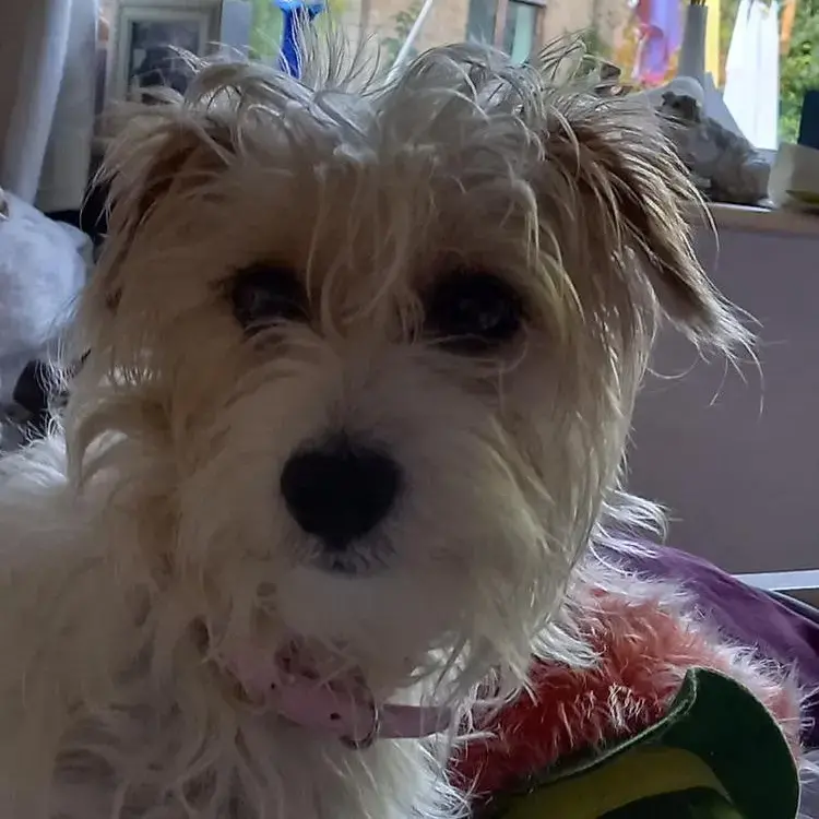 Airedale Terrier