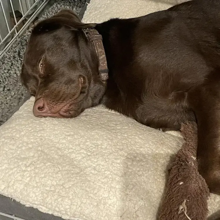Labrador Retriever