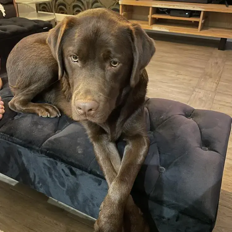 Labrador Retriever