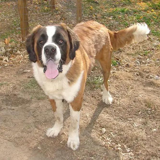 St. Bernard