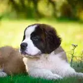 St. Bernard