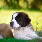 St. Bernard