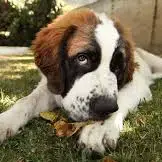 St. Bernard