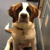 St. Bernard