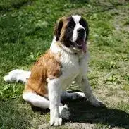 St. Bernard