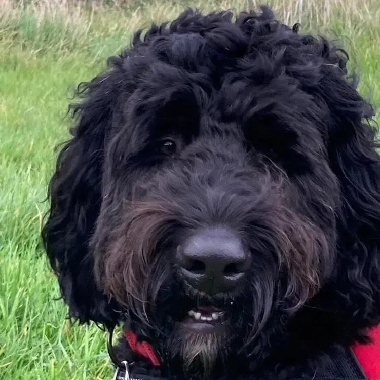 Bernedoodle
