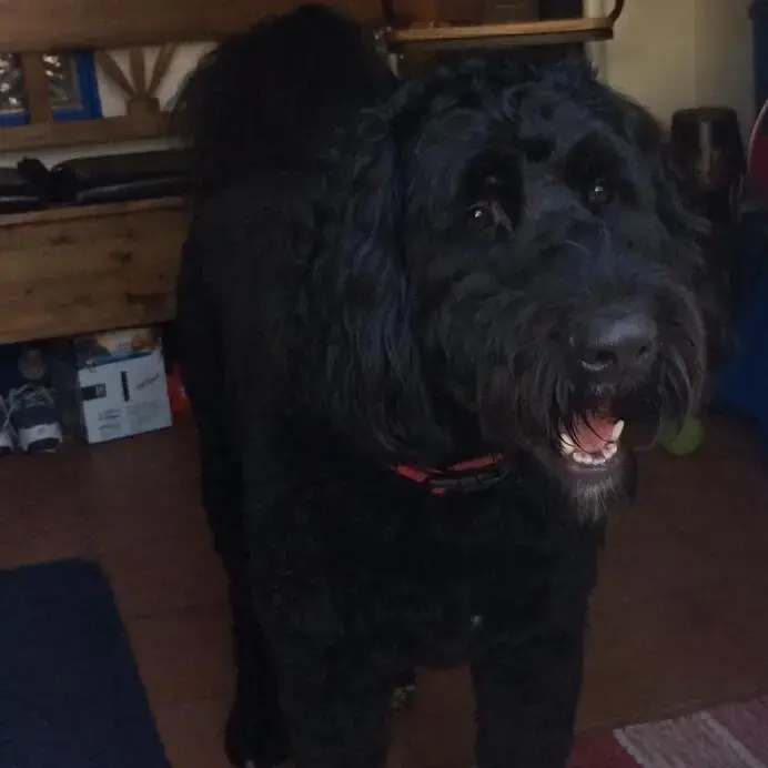 Bernedoodle