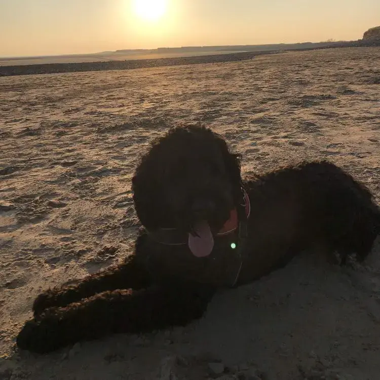 Bernedoodle