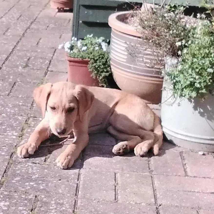 Labrador Retriever
