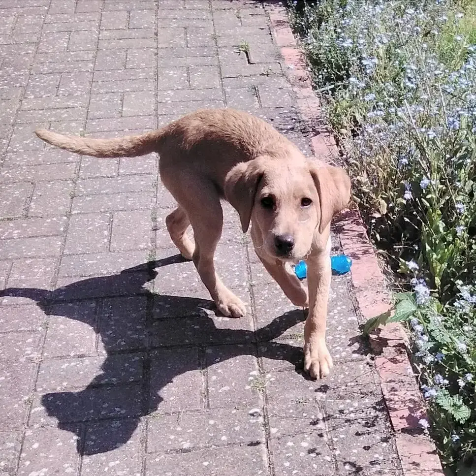 Labrador Retriever