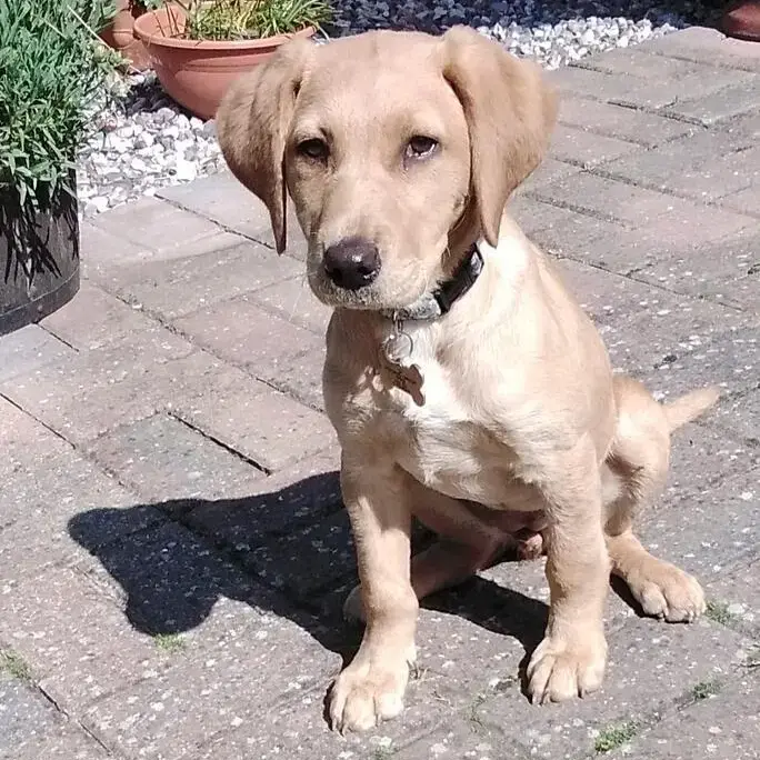 Labrador Retriever