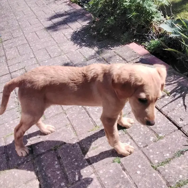Labrador Retriever