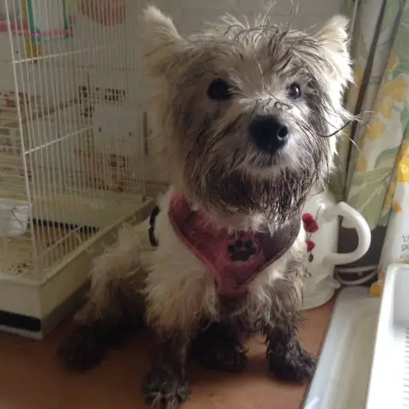 West Highland White Terrier
